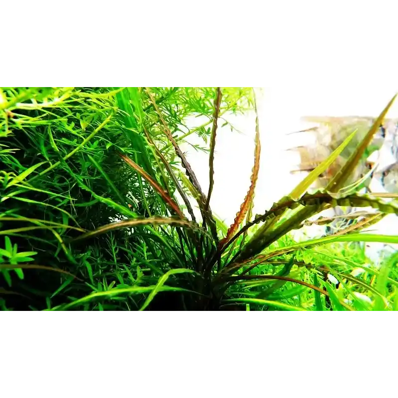 Cryptocoryne crispatula - Produit phare