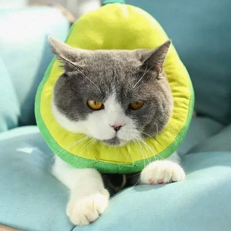 Prix avantageux - Collier Chat Chien Rééducation M, Collerette Protection Douce Ajustable, Cône Cicatrisation Confort Soft Edge GROOF