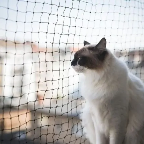 Prix doux | Ciel-Filet de Protection pour Chat, 6x3m, Renforcé, Résistant aux Intempéries, Sécurise Balcon, Fenêtres et Terrasses