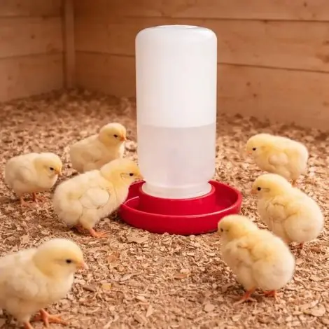 Abreuvoir siphoïde poussins et cailles 1 L fermeture à vis | Offre bientôt terminée